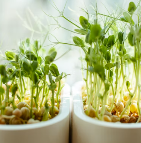 What are easiest microgreens to start growing?